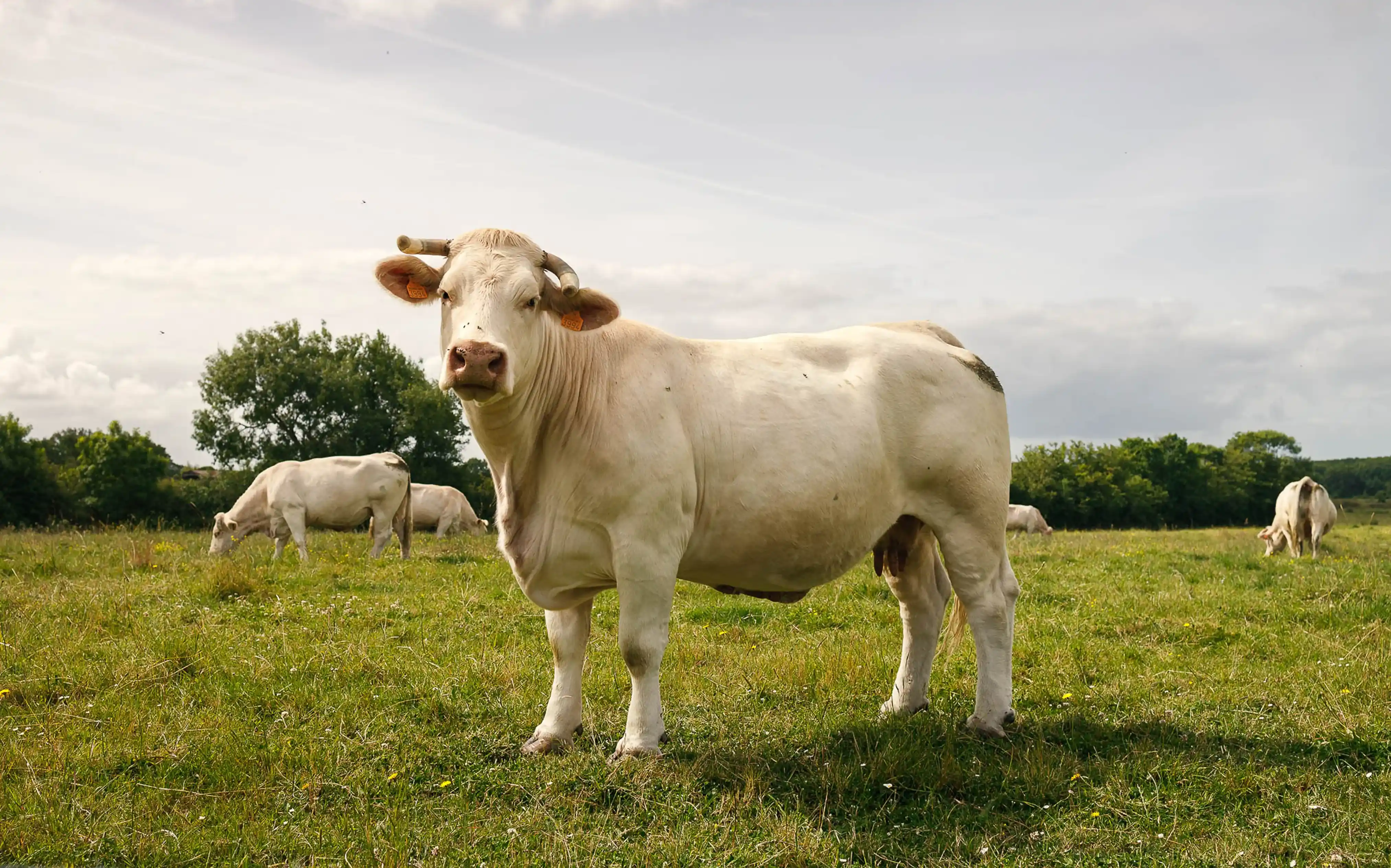 Borderon & Fils — Identité Visuelle